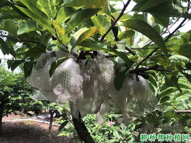 种植番荔枝什么时候施肥好，施什么肥料？