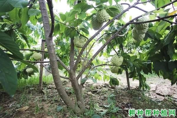 种植番荔枝什么时候施肥好，施什么肥料？