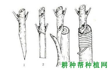 番荔枝嫁接苗如何培育，怎样嫁接？