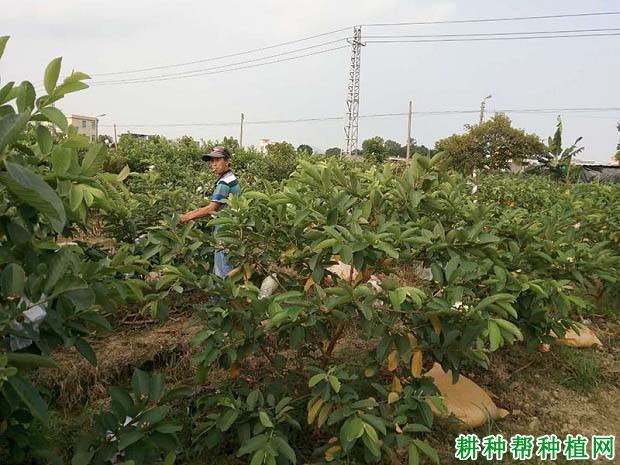 种植番荔枝如何改良土壤？