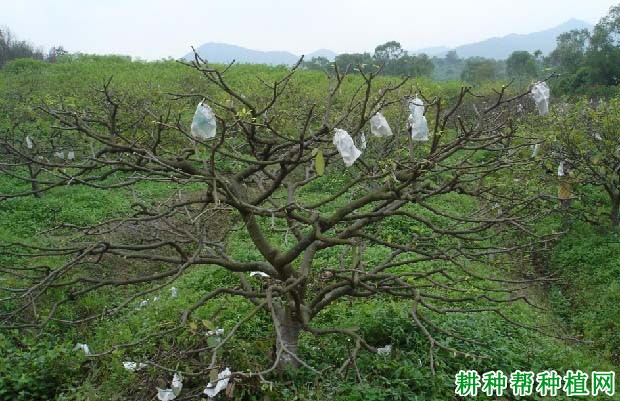 种植番荔枝如何修剪，什么时候修剪好？