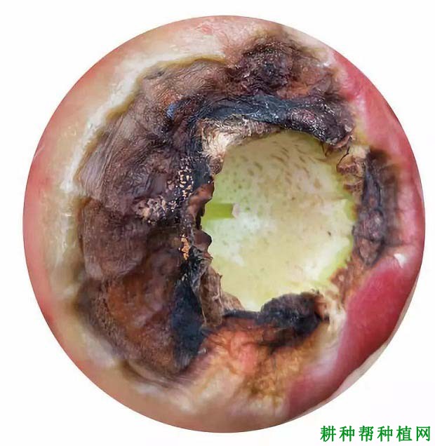 莲雾果腐病如何防治？