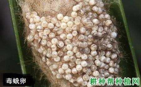 种植莲雾如何防治毒蛾？