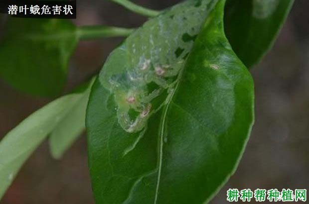 种植莲雾如何防治潜叶蛾？