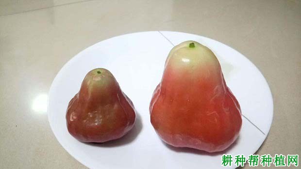 黑霸王莲雾品种好不好？