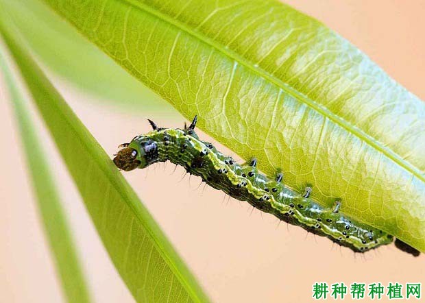 种植莲雾如何防治尺蠖？