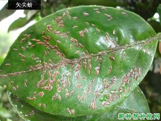 种植莲雾如何防治介壳虫？