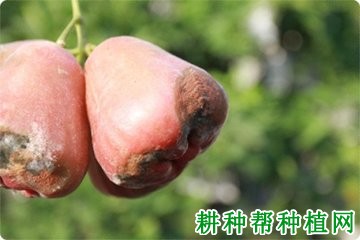 莲雾干腐病如何防治？