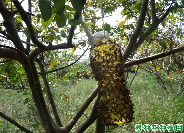 种植莲雾如何防治果实蝇？