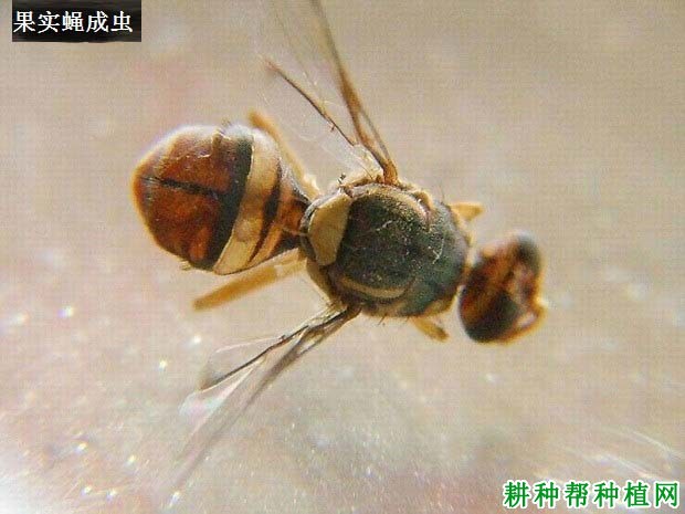 种植莲雾如何防治果实蝇？