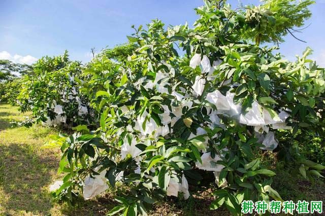 种植莲雾什么时候施肥好？