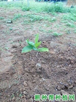 种植莲雾什么时候施肥好？