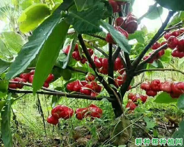 种植莲雾什么时候施肥好？