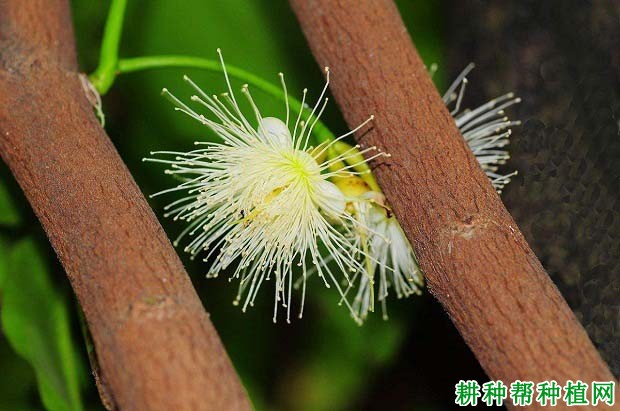 莲雾一年开几次花，莲雾的花长怎么样？