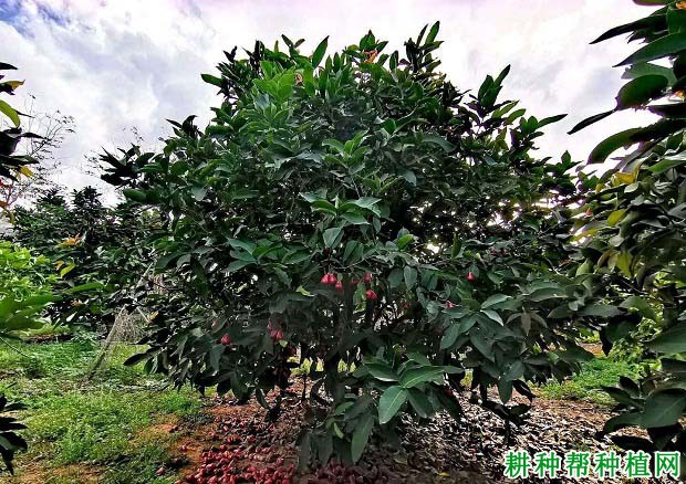 莲雾种植多少年可以结果，每亩种植多少株？