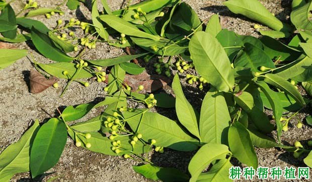 莲雾产期调节：莲雾催花后如何管理？