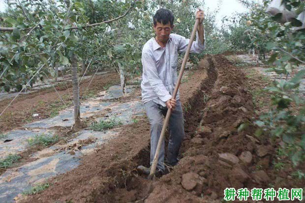 莲雾产期调节：莲雾如何促进花芽分化？