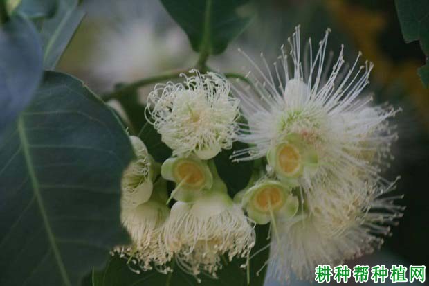 莲雾产期调节：莲雾如何促进花芽分化？