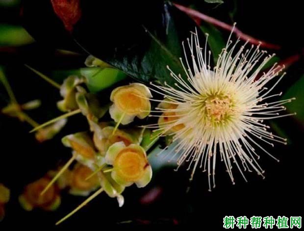 种植莲雾为什么要疏花疏果，莲雾如何疏花疏果？