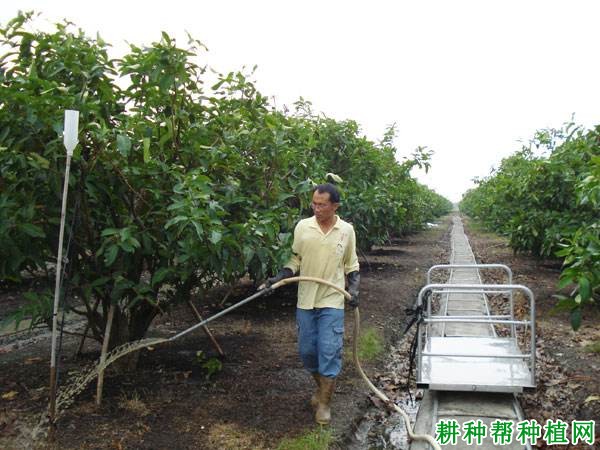 种植莲雾使用哪些方法浇水效果好？