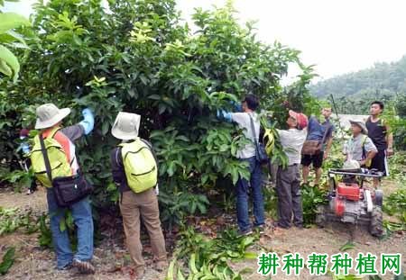 种植莲雾如何保花保果？