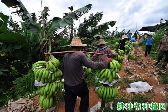 香蕉采收怎么样运输？