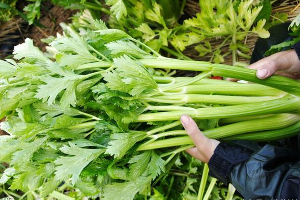 防治越冬芹菜先期抽苔的方法