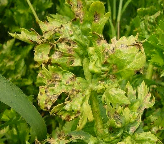  种植芹菜生出黑斑的防治方法