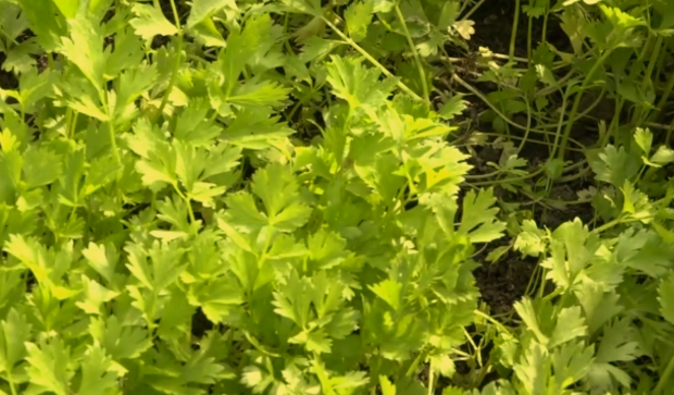 种植芹菜防治肥害的方法