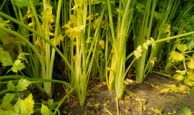  防治芹菜烂根的方法