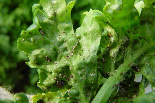 防治芹菜蚜虫的方法