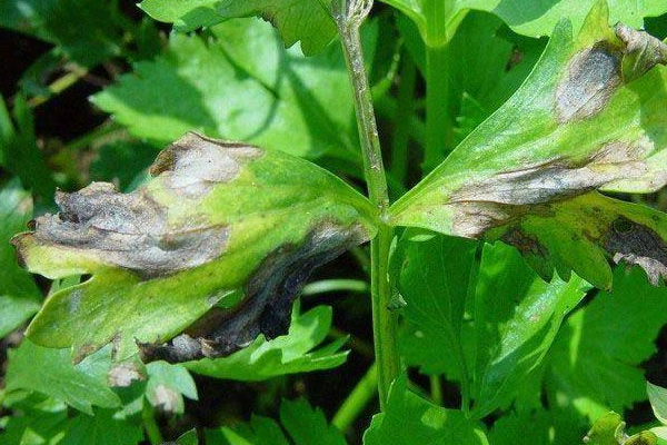 防治芹菜黑腐病的方法