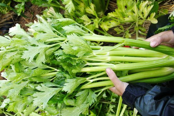 西芹施肥技术要点