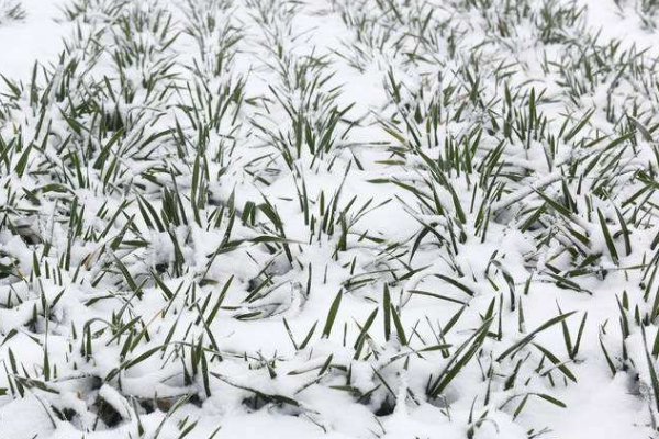 冬季积雪对小麦优势