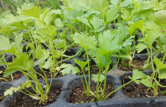 秋露地芹菜种植要点