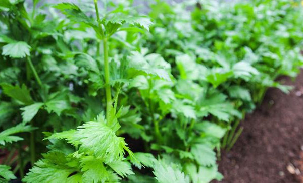  芹菜田间的肥水管理要点