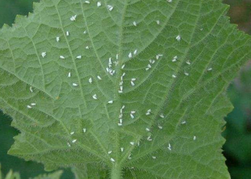 温室白粉虱对芹菜的危害