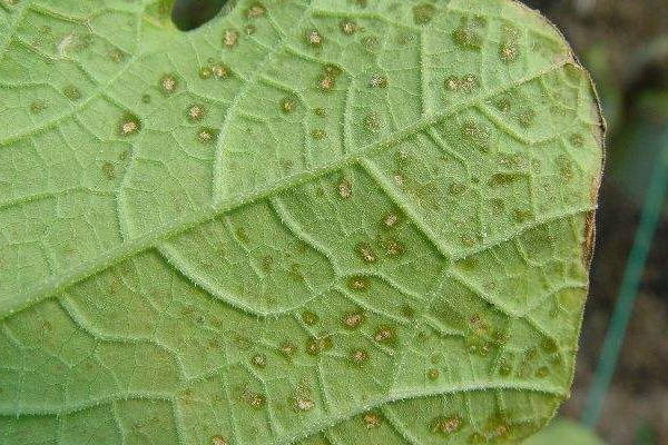 芹菜患细菌叶斑病的危害