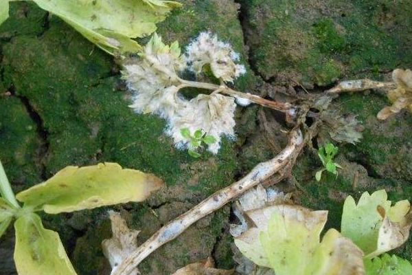 菌核病对芹菜的危害