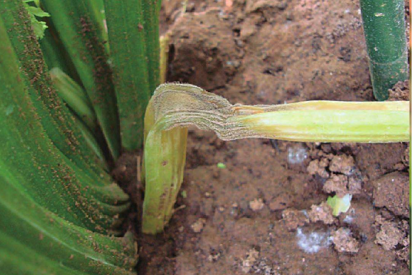 防治芹菜灰霉病的方法