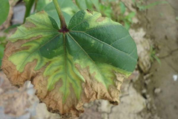 防治芹菜黄萎病的方法