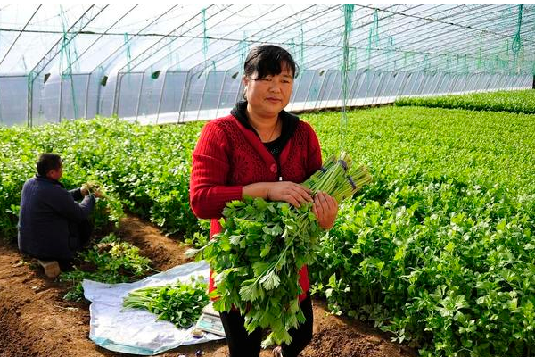 芹菜软化栽培要点