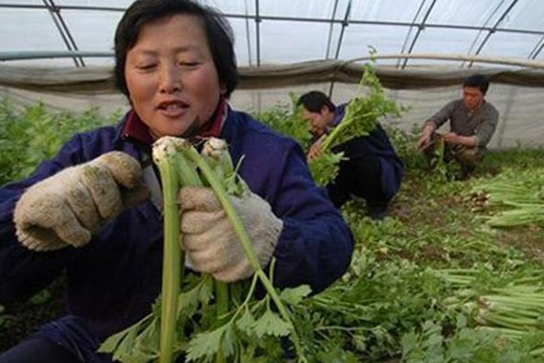 芹菜软化栽培要点