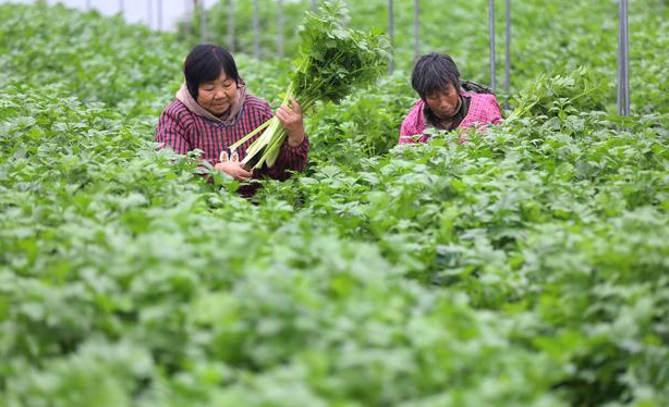 香芹的施肥技术