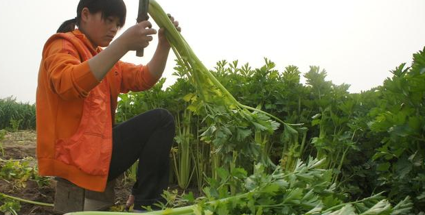 香芹的施肥技术