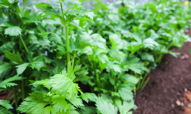 芹菜移栽后不生根的防治方法