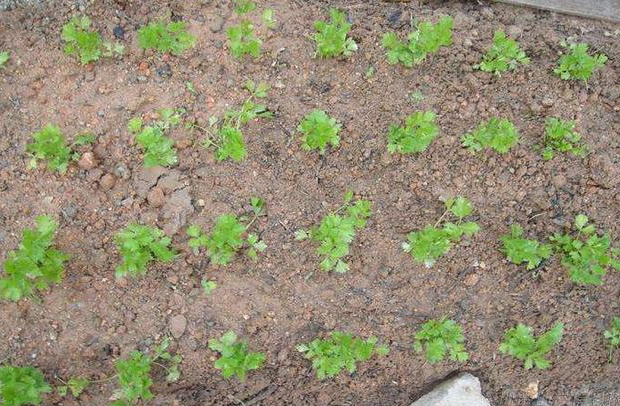 山芹菜的种植要点