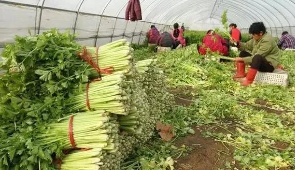 芹菜高产的管理要点