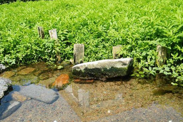 水芹菜种植技术要点