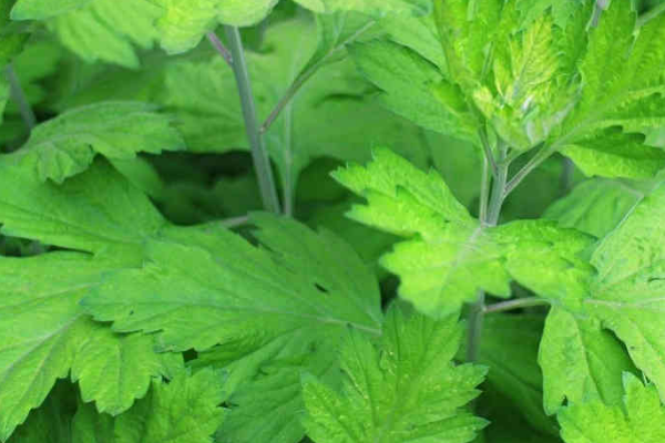 预防芹菜死苗的方法